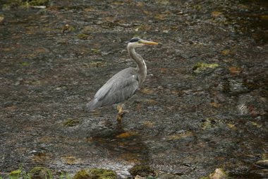 Balıkçıl, avını aramak için sığ bir nehirde yavaşça dolaşıyordu..