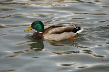 Mallard Drake 'ler suda büyüleyici görünürler ve üreme mevsiminde sık sık dişileri kovalarken görülür, tıpkı bunun yaptığı gibi..