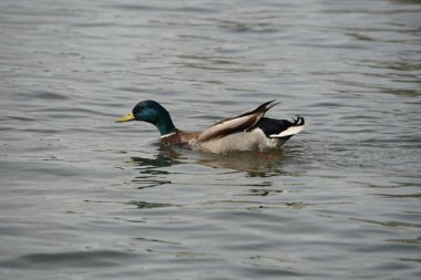 Mallard Drake 'ler suda büyüleyici görünürler ve üreme mevsiminde sık sık dişileri kovalarken görülür, tıpkı bunun yaptığı gibi..