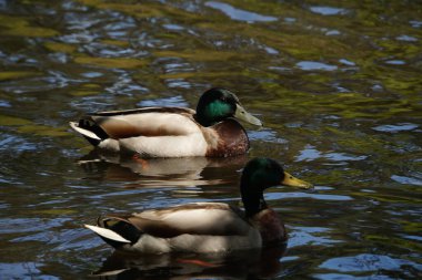 Mallard Drake 'ler suda çok çarpıcı görünürler ve üreme mevsiminde gruplar halinde dişileri kovalarken sık sık görülür..