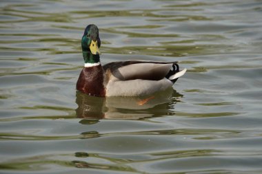 Bu Mallard Drake, üstünlüğünü göstermek için başındaki tüyleri hafifçe kaldırdı. İlginç bir fotoğraf olacağını düşündüm..