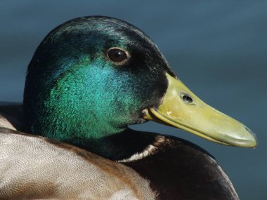 En sevdiğim Mallard Drake fotoğraflarından biri, kafasındaki parıldayan yeşil tüylere bayılıyorum..