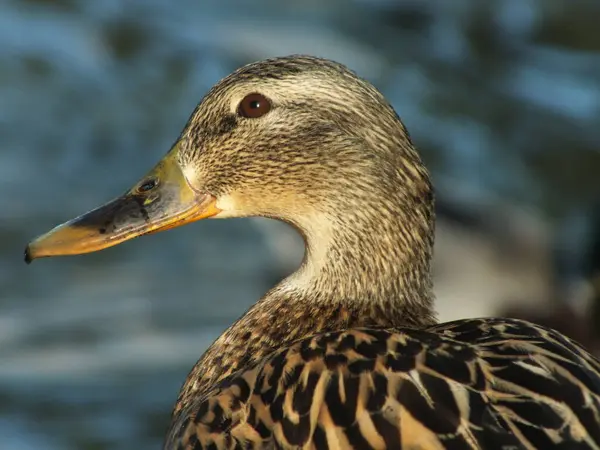 stock image The Hen of the Mallard is often overlooked because of her less colourful brown plumage, but I love the intricate details that provide beautiful camouflage for her when she is nesting.