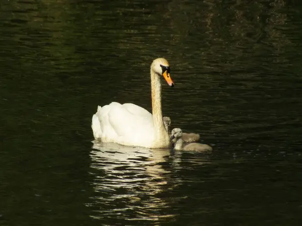 stock image The mother of a Mute Swan family will often stay with her cygnets as they grow, and can be very protective, as is seen in this photo.