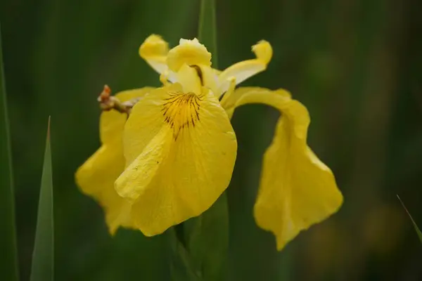 Stock image The beautiful Yellow Iris can be seen in reedbeds and wetlands across the UK during the summer.