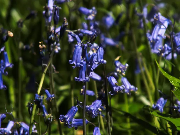 stock image A Bluebell forest is a spectacle that can be seen across the UK during springtime. Hundreds of these flowers form a blue carpet across the forest floor.