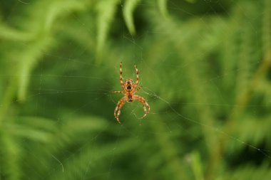 This is an orb weaving Spider commonly seen in British gardens, hence its name. clipart