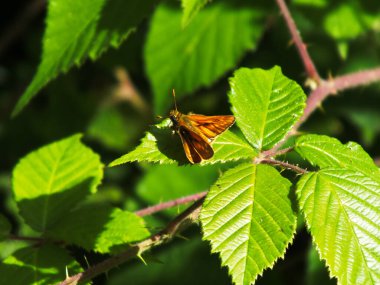 Skipper Butterfly 'ın kanat çırpmak için alışılmadık bir yöntemi vardır. Yani insanlar kelebek olduklarının farkına bile varmazlar..