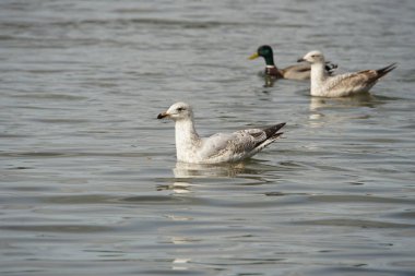 Siyah kafalı martılar hayatlarının çoğunu siyah kafalı olmayarak geçirirler. Üreme dönemleri geçtiğinde veya yavruladıklarında (bunun gibi) kafaları siyah değildir..