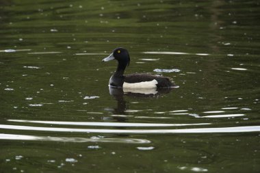 Drake Tufted Duck 'ın çarpıcı siyah beyaz tüyleri gölde yüzen türleri görmeyi kendine özgü kılar..