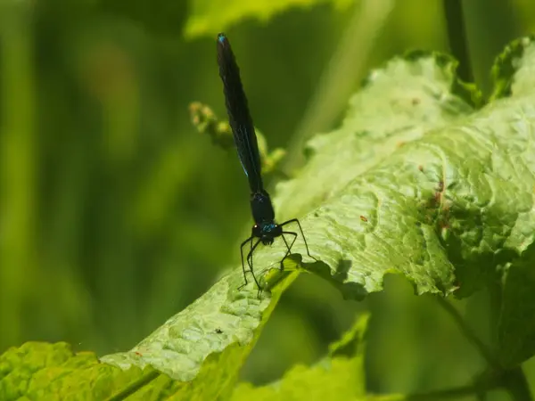 stock image This Damselfly species is in my opinion one of the most aptly named. It's iridescent colouration is simply beautiful.