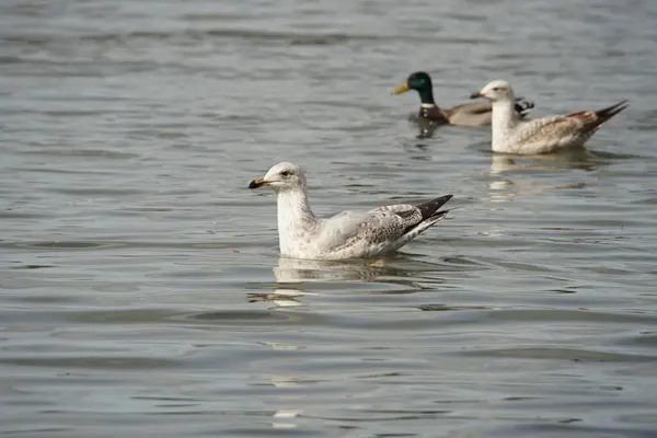 stock image Black-Headed Gulls spend most of their lives not having black heads. When they are out of breeding season or juvenile (like this one) they're head is not black.