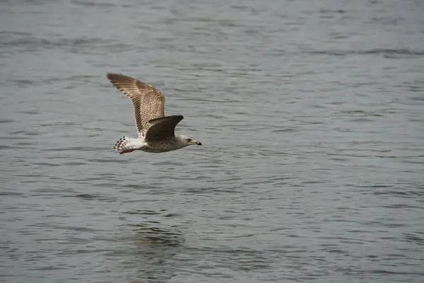 stock image Gulls look very different as juveniles in order to camouflage themselves against the rocks they nest on. They get more of their white feathers, and pale grey back feathers, as they mature.