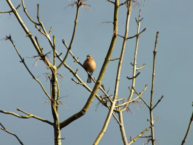 Papatya balıkları kuş besleyicisine sık rastlanan bir ziyaretçidir ve erkeklerin kahverengi göğüslü dişilerden ayıran çarpıcı bir kırmızı göğüsleri vardır..