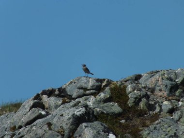 Çayır Çukurları yuva yapan küçük kuşlardır. Bu, İngiltere 'deki Pipit' e benzeyen ve aynı zamanda Rock Pipit 'i de içeren dört türden biridir. Sanki Meadow Pipit beni kandırmaya çalışıyormuş gibi..
