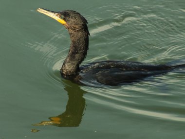 I saw several of these sleek black Neotropic Cormorants when I visited Brazil. This one was hunting for fish, but I did capture a brief moment between dives with this photo. clipart