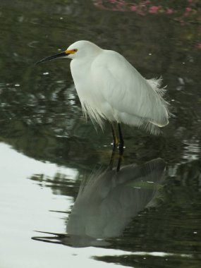Bu Karlı Egret avlanırken pek şanslı görünmüyordu. İzlemek için yıllarımı harcadım ve tüm çabalarına rağmen hiçbir şey yakalayamadım. Yine de beni etkilemeyi başarmıştı..