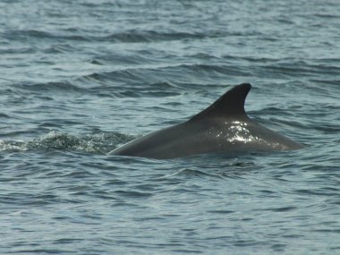 Bu su memelileri gezegendeki en zeki türler arasındadır. Bu bir haliçteki gelgitleri sömüren bir kapsülün parçasıydı..