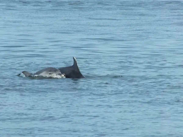 stock image Dolphins are very attentive parents. Their calves follow their mothers very closely, so just after its mother came up to the surface to breath, the calf did too, allowing me to capture this special moment.