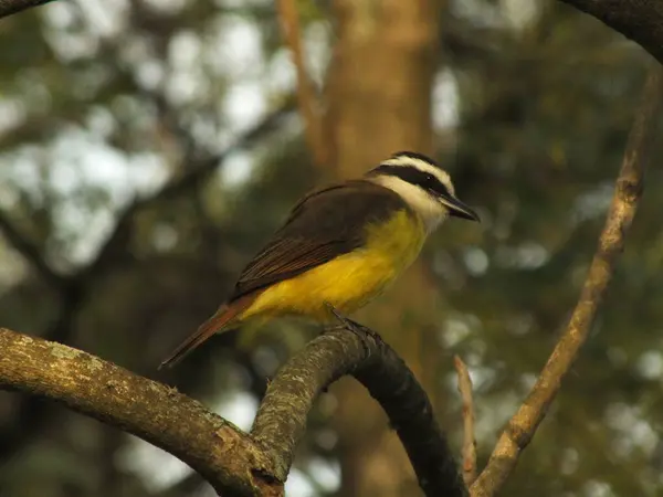 stock image This bird is known locally as the Bem-Ti-Ve, which is named after the loud call it makes. It was one of my favourites to see in the parks of Brazil.