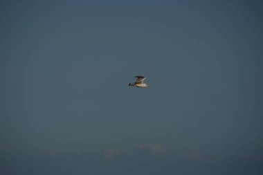 Bu güzel Siyah Saçlı Martı deniz esintisinde süzülüyordu, muhtemelen yiyecek arıyordu..