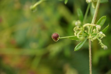 Satır tohumlarının birçok yaygın adı vardır. Küçük sivri uçlu kürkleri genellikle tohumları dağıtan hayvanların tüylerine yapışır..