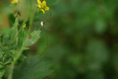 Örümceklere benzer görünmelerine rağmen bu örümcekler örümcek değildir. İpek üretmiyorlar ve tek bir vücut parçasına sahipler..