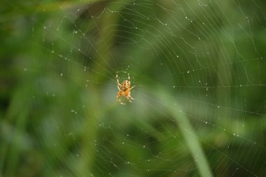Bu güzel örümcek sık sık bahçelerde ve bahçelerin dışında görülür. Bu, doğa koruma alanındaki bir ağa oturmuştu..