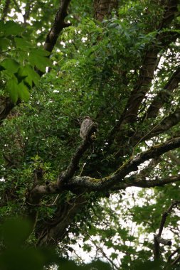 Atmacalar genelde hızlı, sinsi ve ağaçlar arasında fark edilmesi zordur. Ancak bu Atmaca ağaç tepelerinin arasında gürültü yapan üç çaylaktan biriydi..
