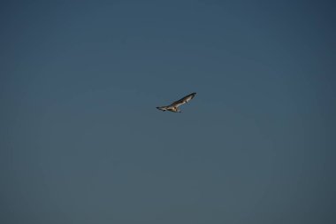 This beautiful Black Headed Gull was soaring in the sea breeze, probably looking for food. clipart