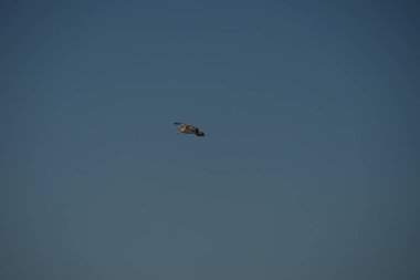 Bu güzel Siyah Saçlı Martı deniz esintisinde süzülüyordu, muhtemelen yiyecek arıyordu..