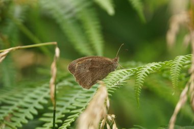 Meadow Brown 'a uygun bir isim. Bu isim onun yaşam alanını ve rengini tanımlar. Bu tür genellikle Gatekeeper ile karıştırılır, ama kanatları üzerindeki biraz daha büyük siyah noktaların içindeki küçük beyaz noktaları sayarak ayırt edilebilir.