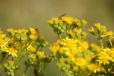 Asker Böcekler çeşitli habitatlarda görülebilir, ama özellikle kır çiçeklerini severler. Yaz aylarında bol miktarda bulunurlar..