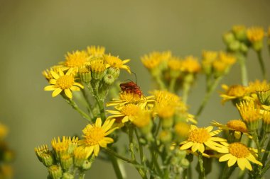 Soldier Beetles can be seen in a variety of habitats, but particularly love wildflowers. They are abundant during the summer months. clipart