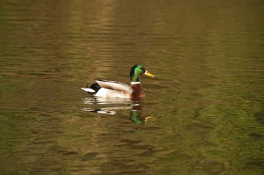 Mallard Drake 'ler suda nefes kesici görünür, ve doğru koşullarda, su yüzeyindeki yansıma aynı derecede çarpıcı görünebilir..