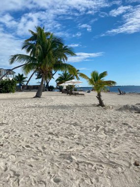 Beyaz şemsiyelerin altında palmiye ağaçları ve şezlonglar olan kumlu bir sahil..