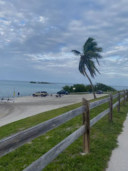 Kıyıda rüzgarlı bir gün yassı bir palmiye ağacı, arabalar ve ahşap bir çitle.