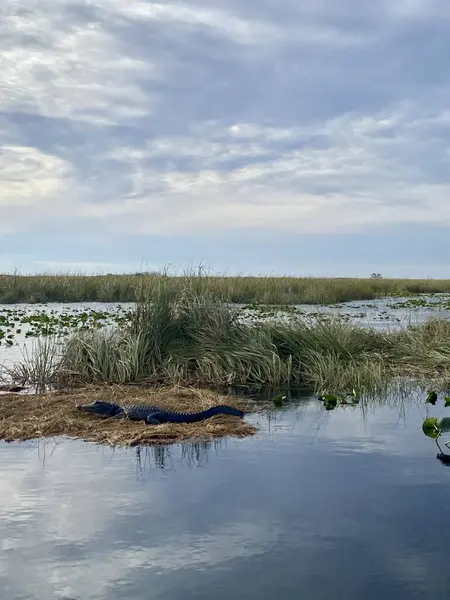 Bir timsah, bulutlu bir gökyüzünün altındaki bataklıktaki çimlerin üzerinde dinlenir..