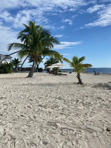Beyaz şemsiyelerin altında palmiye ağaçları ve şezlonglar olan kumlu bir sahil..
