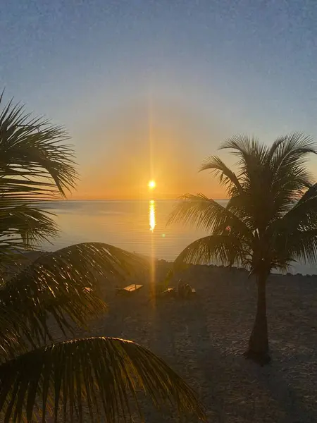 Güneş sakin bir okyanusun üzerinde batıyor. Palmiye ağaçları kumlu bir sahilde siluet halinde..