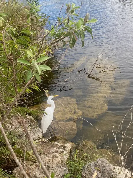 Beyaz balıkçıl, yeşil yapraklarla çevrili sakin ve berrak bir su yolunda kayalık bir arazide duruyor..