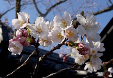 Bahçe kiraz çiçekleri