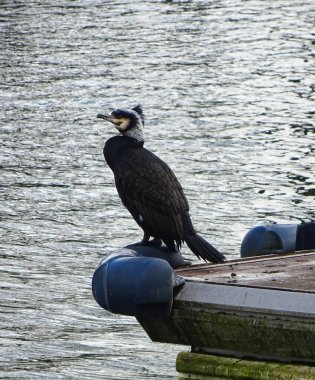 Bir dubanın üzerindeki Temminck karabatağı
