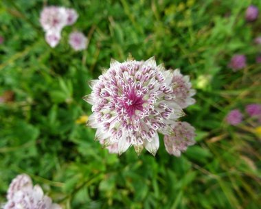 Çiçek açmış beyaz ve pembe bir çiçek