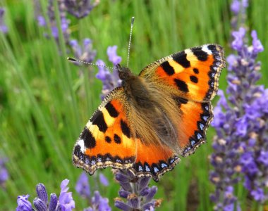 Güzel bir kelebek küçük kaplumbağa.