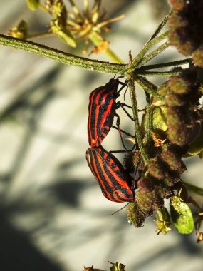 Harlequin bug in the garden clipart