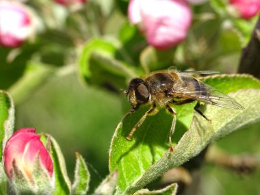 A fly eristalis tenax clipart