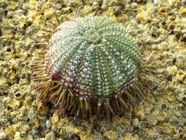 Kayanın üzerinde bir deniz kestanesi