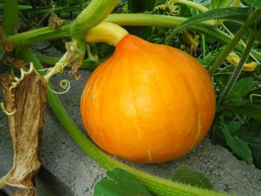 bir sebze bahçesinde kabak