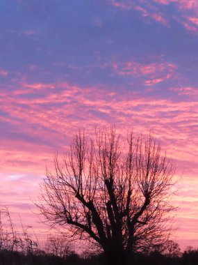 Gün batımında ağaç